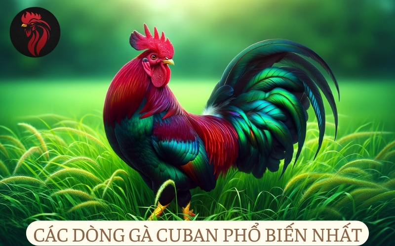 Các dòng gà Cuban phổ biến nhất.