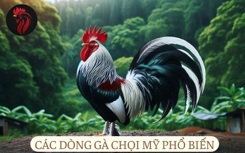 Các dòng gà chọi Mỹ phổ biến.