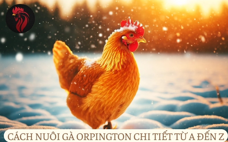 Cách nuôi gà Orpington chi tiết từ A đến Z.