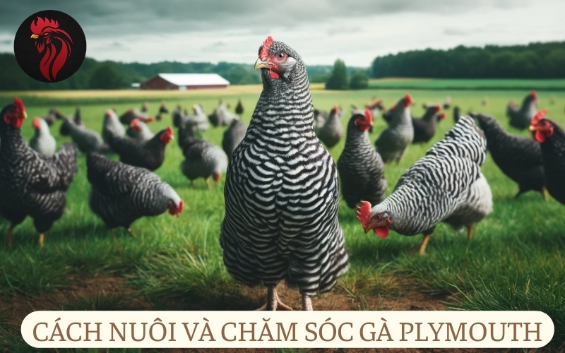 Cách nuôi và chăm sóc gà Plymouth.