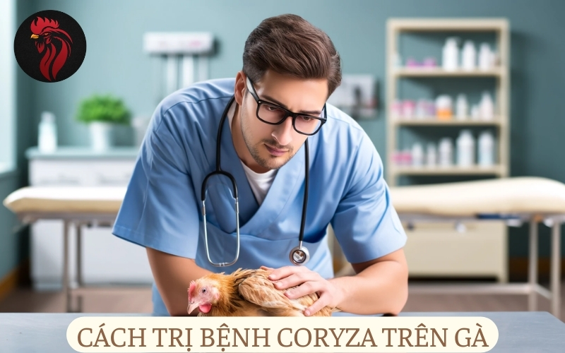 Cách trị bệnh Coryza trên gà.