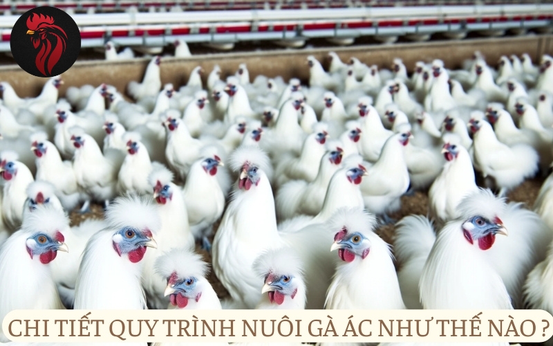 Chi tiết quy trình nuôi gà Ác như thế nào?