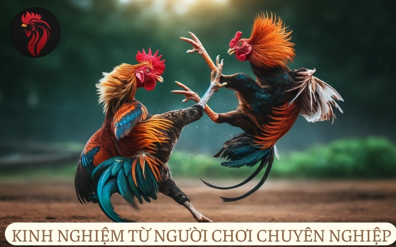 Chia sẻ kinh nghiệm từ người chơi chuyên nghiệp