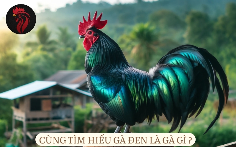 Cùng tìm hiểu gà đen là gà gì?