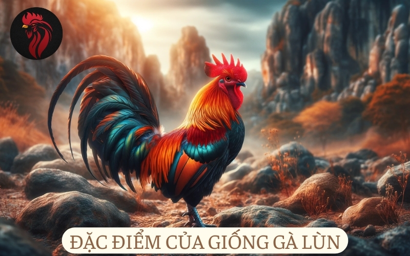 Đặc điểm của giống gà lùn.