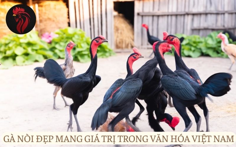 Gà nòi đẹp mang lại giá trị trong văn hóa Việt Nam.