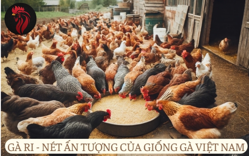 Gà ri - nét ấn tượng của giống gà Việt Nam.