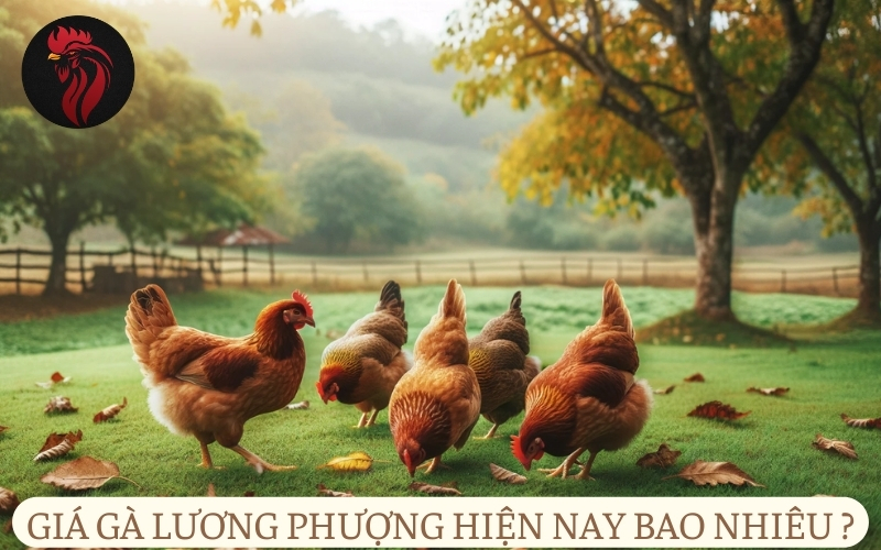 Giá gà Lương Phượng hiện nay bao nhiêu?