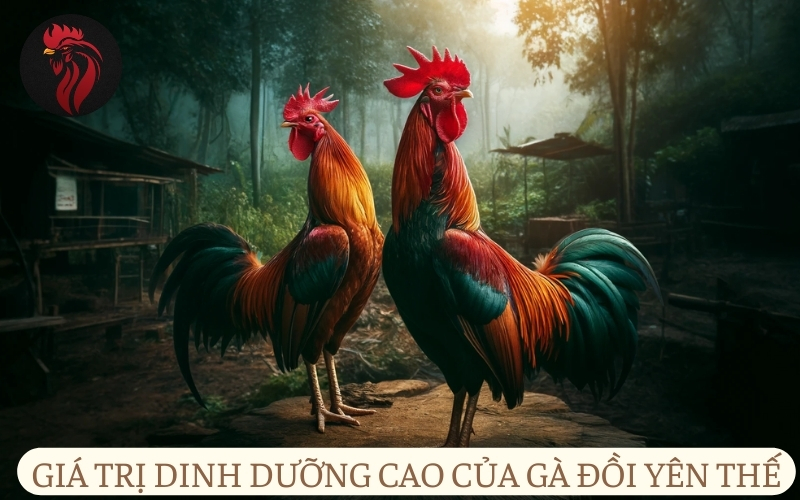 Giá trị dinh dưỡng cao của gà đồi Yên Thế.