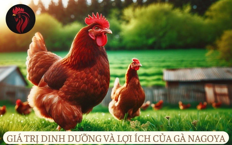 Giá trị dinh dưỡng và lợi ích sức khỏe của gà Nagoya.