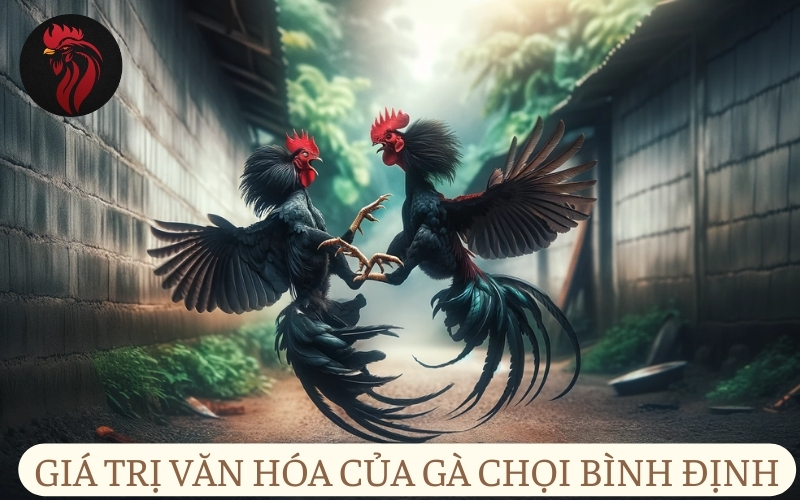 Giá trị văn hóa của gà chọi Bình Định.