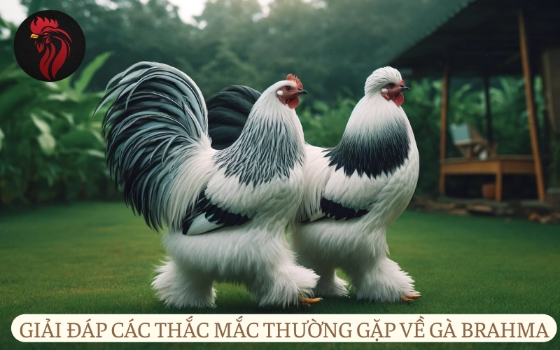 Giải đáp các thắc mắc thường gặp về Gà Brahma.