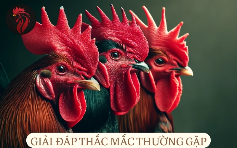 Giải đáp thắc mắc thường gặp về bệnh đầu đen ở gà.