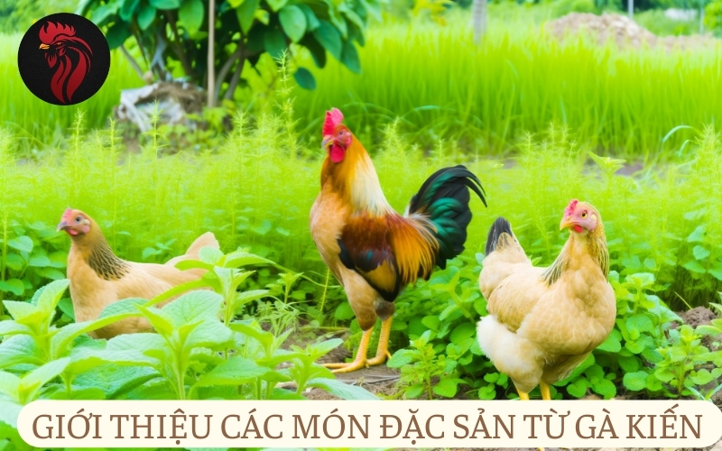 Giới thiệu các món đặc sản từ gà kiến ít người biết.