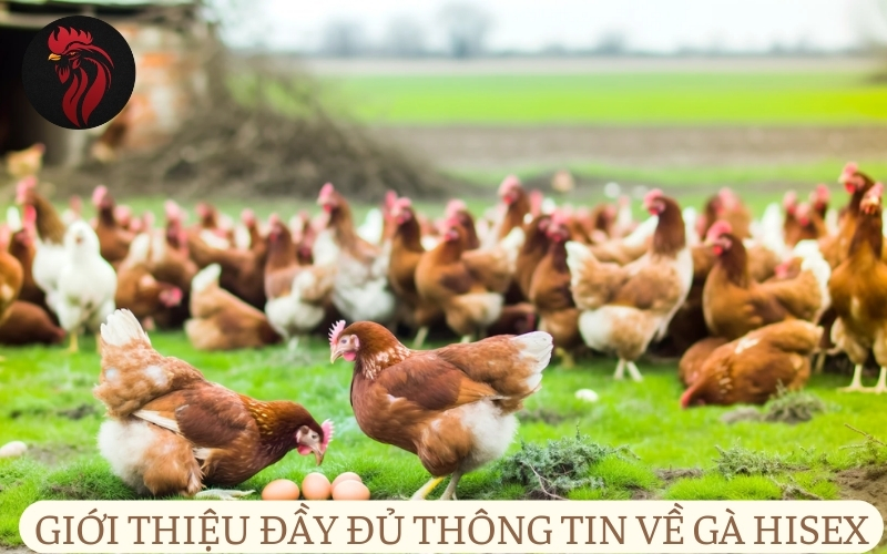 Giới thiệu đầy đủ thông tin về gà Hisex.