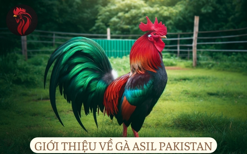 Giới thiệu về gà Asil Pakistan.