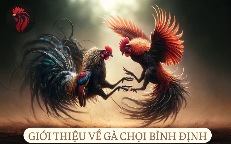 Giới thiệu về gà chọi Bình Định.