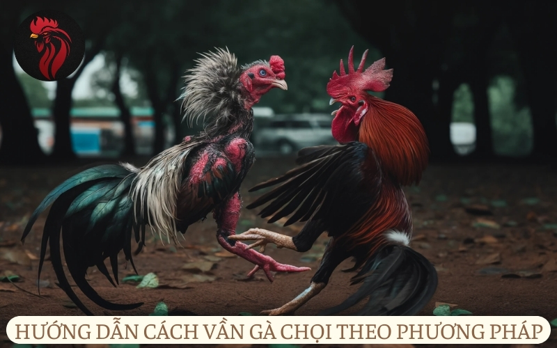 Hướng dẫn cách vần gà chọi theo phương pháp.