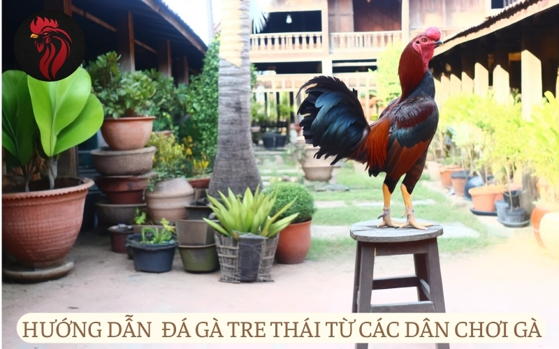 Hướng dẫn chơi đá gà tre thái từ các dân chơi gà.