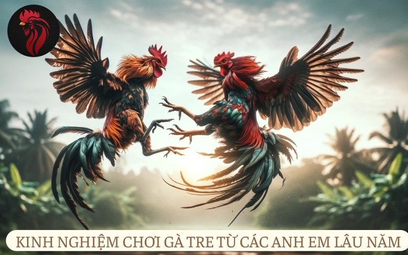 Kinh nghiệm chơi gà tre từ các anh em lâu năm.