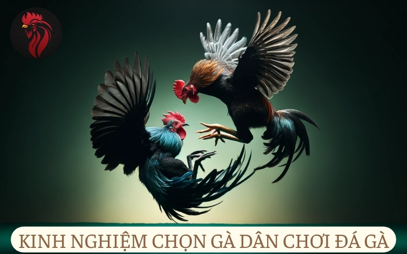 Kinh nghiệm chọn mua gà chọi Thái từ dân chơi đá gà.