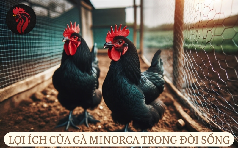 Lợi ích của gà Minorca trong đời sống.