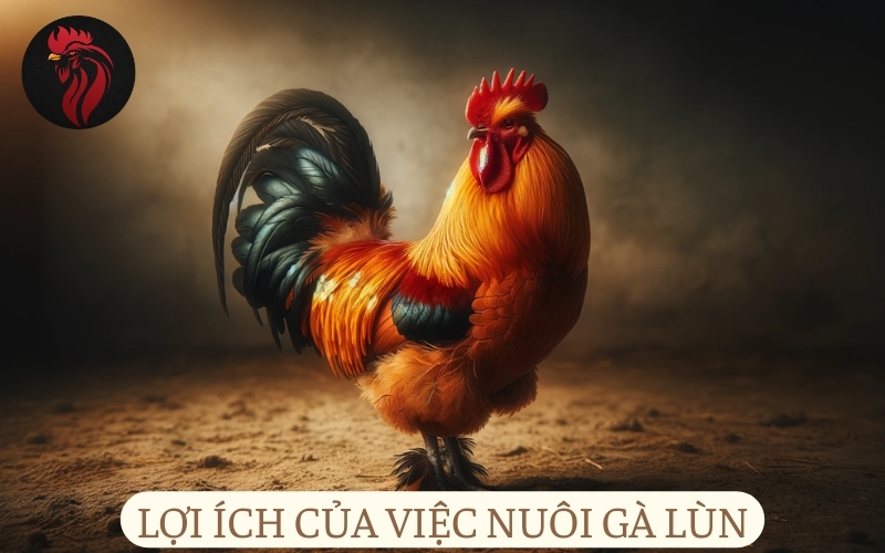 Lợi ích của việc nuôi gà lùn.