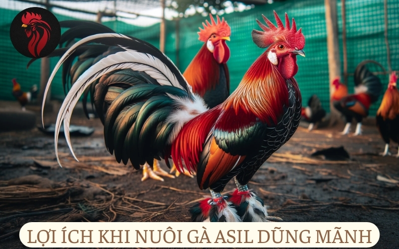 Lợi ích khi nuôi gà Asil chiến binh dũng mãnh.