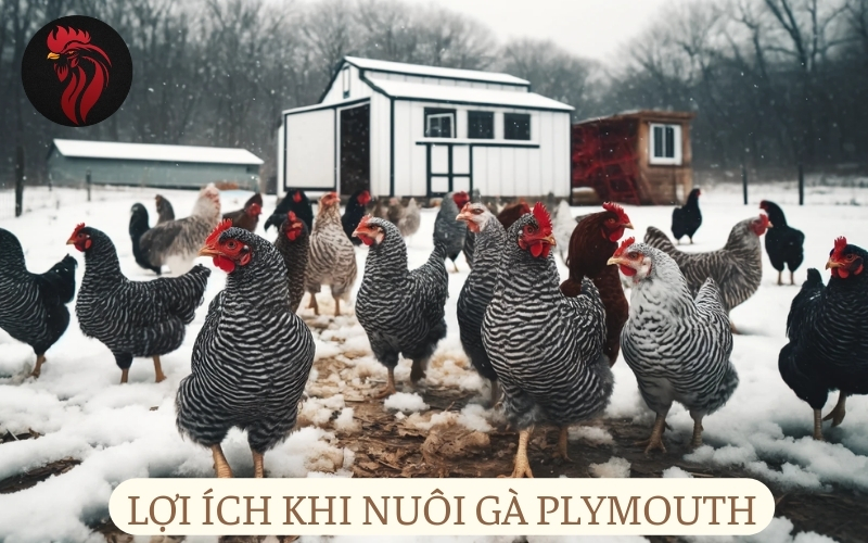 Lợi ích khi nuôi gà Plymouth.