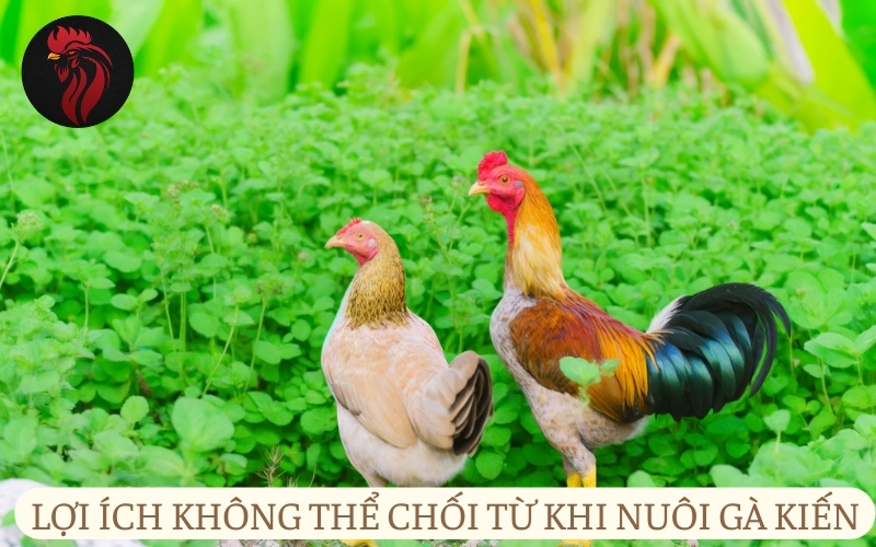 Lợi ích không thể chối từ khi nuôi gà kiến.