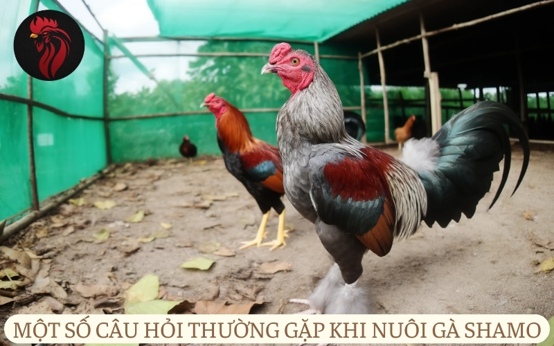 Một số câu hỏi thường gặp khi nuôi gà Shamo.