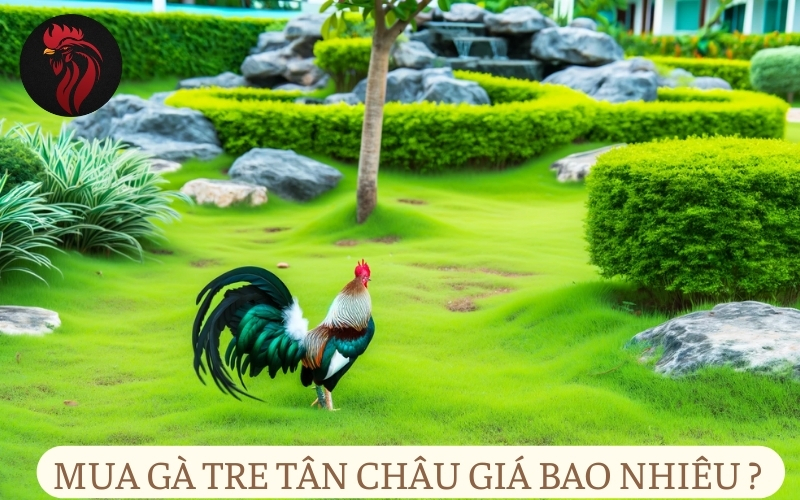 Mua gà tre tân châu giá bao nhiêu? 