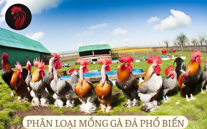 Phân loại mồng gà đá phổ biến.