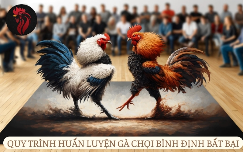 Quy trình huấn luyện gà chọi Bình Định bất bại.