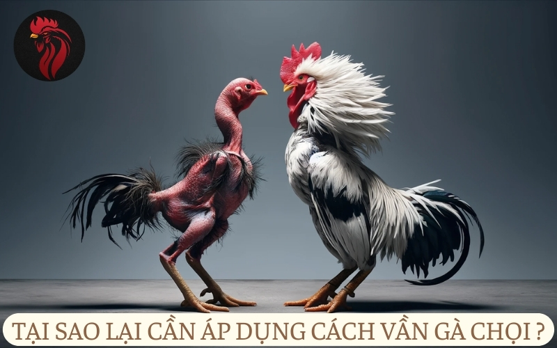 Tại sao lại cần áp dụng cách vần gà chọi?