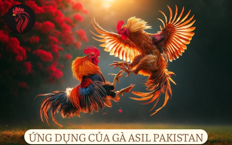Ứng dụng của gà Asil Pakistan.