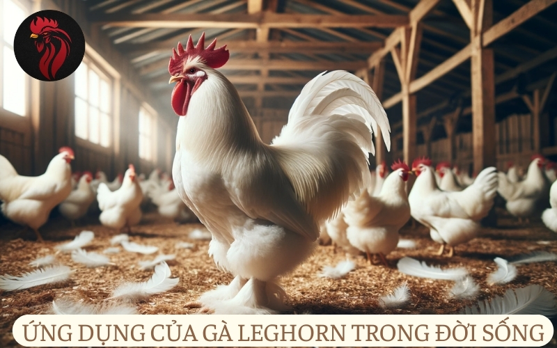 Ứng dụng của gà Leghorn trong đời sống.